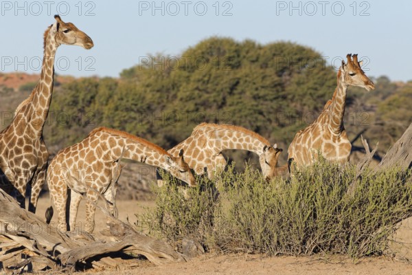 South African giraffes (Giraffa camelopardalis giraffa), adult female with young feeding on leaves, Kgalagadi Transfrontier Park, Northern Cape, South Africa