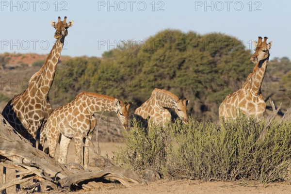 South African giraffes (Giraffa camelopardalis giraffa), adult female with young feeding on leaves, Kgalagadi Transfrontier Park, Northern Cape, South Africa