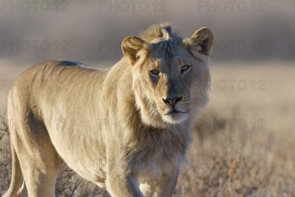 African lion (Panthera leo), walking male looking at camera, early morning, animal portrait, Kgalagadi Transfrontier Park, Northern Cape, South Africa