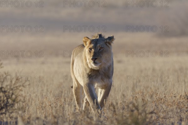 African lion (Panthera leo), male walking in tall dry grass, early morning, backlight, Kgalagadi Transfrontier Park, Northern Cape, South Africa
