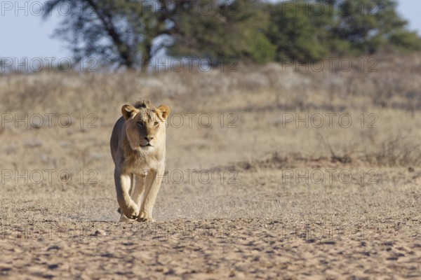 African lion (Panthera leo), male walking in dry grass, towards the waterhole, looking at camera, Kgalagadi Transfrontier Park, Northern Cape, South Africa