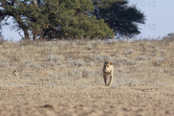 African lion (Panthera leo), male walking in dry grass, towards the waterhole, Kgalagadi Transfrontier Park, Northern Cape, South Africa
