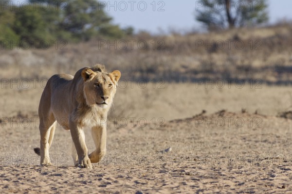 African lion (Panthera leo), male walking towards the waterhole, Kgalagadi Transfrontier Park, Northern Cape, South Africa
