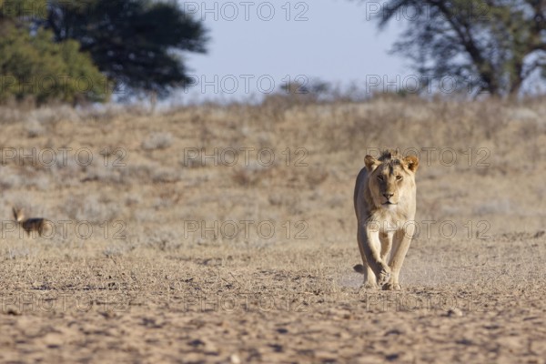African lion (Panthera leo), male walking in dry grass, towards the waterhole, looking at camera, Kgalagadi Transfrontier Park, Northern Cape, South Africa