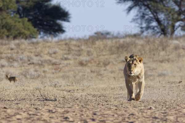 African lion (Panthera leo), male walking in dry grass, towards the waterhole, looking at camera, Kgalagadi Transfrontier Park, Northern Cape, South Africa