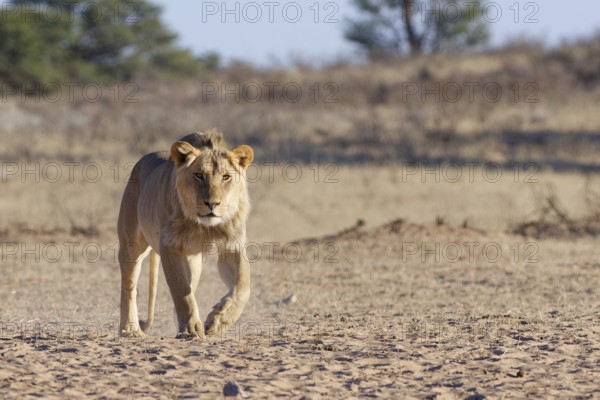 African lion (Panthera leo), male walking towards the waterhole, looking at camera, Kgalagadi Transfrontier Park, Northern Cape, South Africa