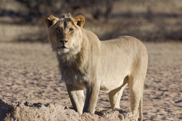 African lion (Panthera leo), male standing at waterhole, looking at camera, alert, Kgalagadi Transfrontier Park, Northern Cape, South Africa