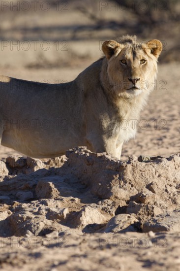 African lion (Panthera leo), male standing at waterhole, looking at camera, alert, Kgalagadi Transfrontier Park, Northern Cape, South Africa