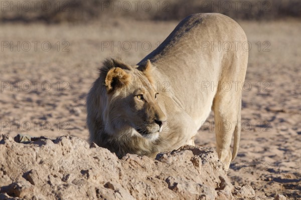 African lion (Panthera leo), male drinking at waterhole, alert, Kgalagadi Transfrontier Park, Northern Cape, South Africa