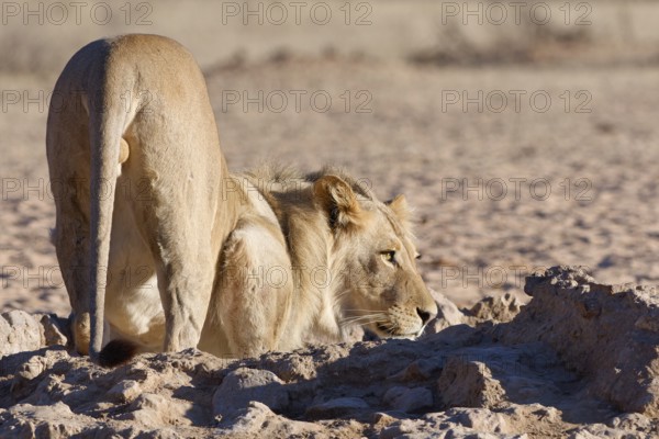 African lion (Panthera leo), male drinking at waterhole, alert, Kgalagadi Transfrontier Park, Northern Cape, South Africa