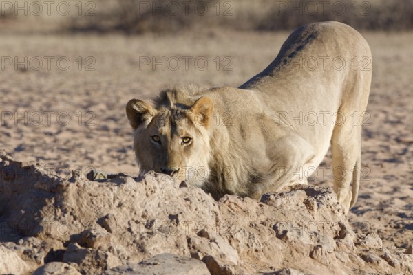 African lion (Panthera leo), male drinking at waterhole, looking at camera, alert, Kgalagadi Transfrontier Park, Northern Cape, South Africa