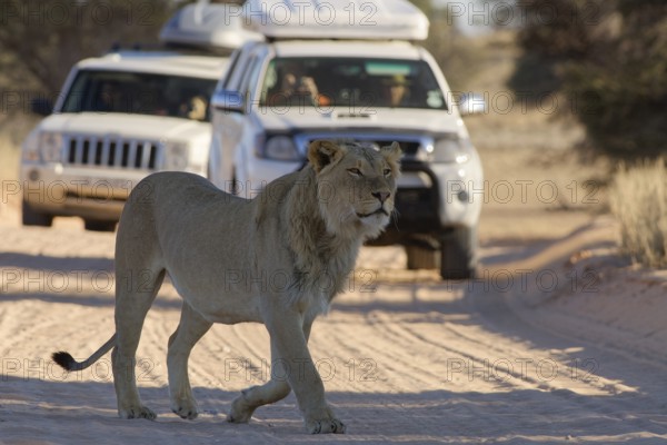 African lion (Panthera leo), male walking on a dirt road, followed by two off-road vehicles with passengers, Kgalagadi Transfrontier Park, Northern Cape, South Africa