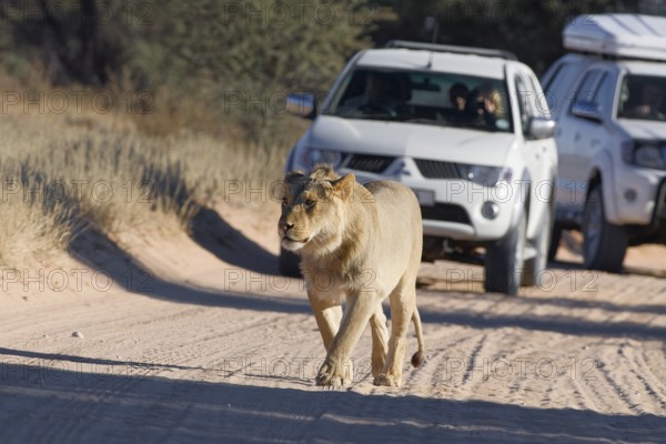 African lion (Panthera leo), male walking on a dirt road, followed by two off-road vehicles with passengers, Kgalagadi Transfrontier Park, Northern Cape, South Africa