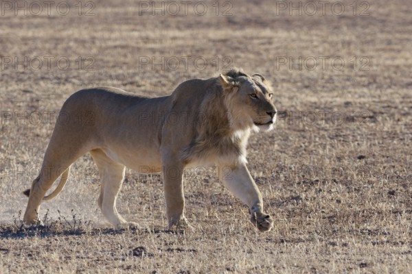 African lion (Panthera leo), male walking in dry grass, backlight, Kgalagadi Transfrontier Park, Northern Cape, South Africa