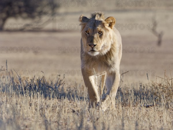 African lion (Panthera leo), male walking in tall dry grass, looking at camera, Kgalagadi Transfrontier Park, Northern Cape, South Africa