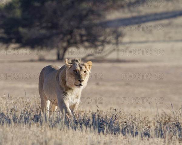 African lion (Panthera leo), male walking in tall dry grass, Kgalagadi Transfrontier Park, Northern Cape, South Africa