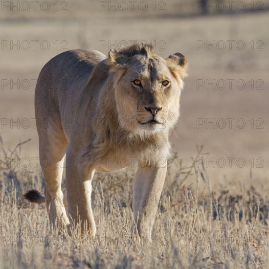 African lion (Panthera leo), male walking in tall dry grass, looking at camera, Kgalagadi Transfrontier Park, Northern Cape, South Africa