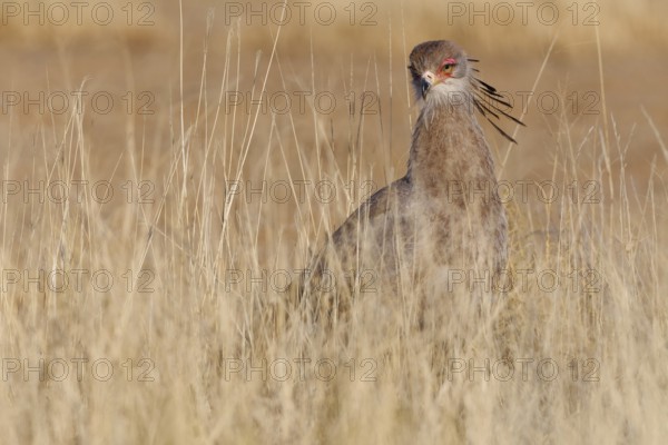 Secretary bird (Sagittarius serpentarius), adult, foraging in tall dry grass, Kgalagadi Transfrontier Park, Northern Cape, South Africa