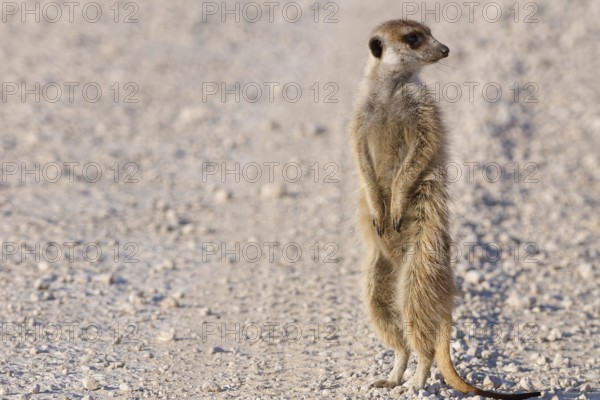 Meerkat (Suricata suricatta), adult, standing on gravel road, in lookout position, alert, Kgalagadi Transfrontier Park, Northern Cape, South Africa