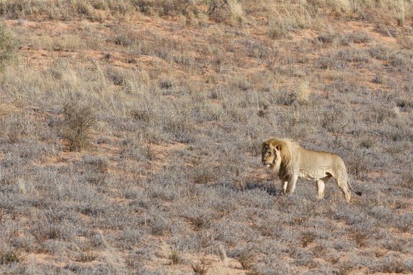 African lion (Panthera leo), male standing on a grassy sand dune, alert, Kgalagadi Transfrontier Park, Northern Cape, South Africa