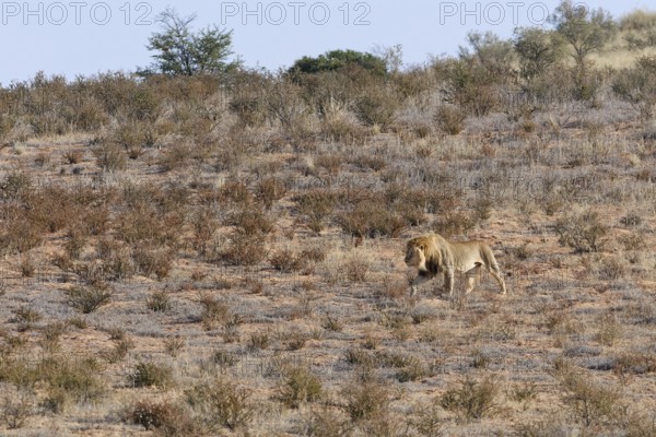 African lion (Panthera leo), male walking on a grassy sand dune, Kgalagadi Transfrontier Park, Northern Cape, South Africa
