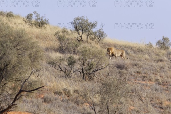African lion (Panthera leo), male walking on a grassy sand dune, Kgalagadi Transfrontier Park, Northern Cape, South Africa