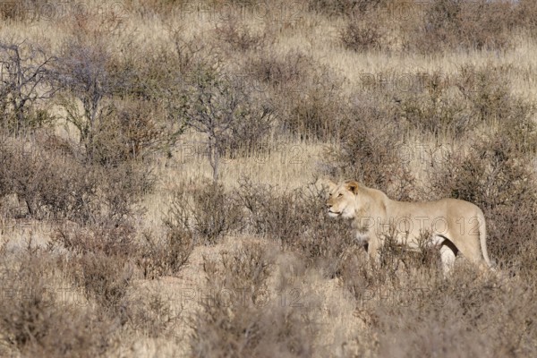 African lion (Panthera leo), male standing on a grassy sand dune, alert, Kgalagadi Transfrontier Park, Northern Cape, South Africa