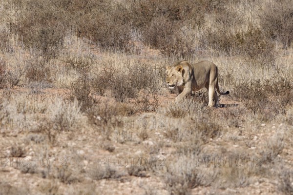 African lion (Panthera leo), male walking on a grassy sand dune, Kgalagadi Transfrontier Park, Northern Cape, South Africa