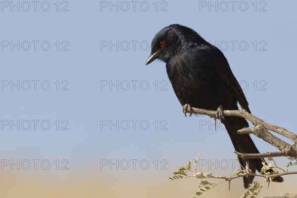 Fork-tailed drongo (Dicrurus adsimilis), adult, sitting on a tree branch, on the lookout, Kgalagadi Transfrontier Park, Northern Cape, South Africa