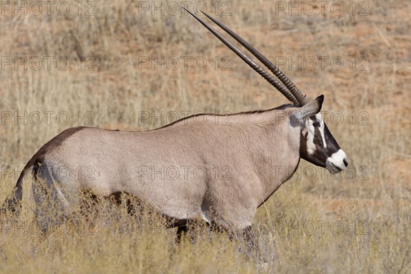 Gemsbok (Oryx gazella), adult male walking in tall dry grass, Kgalagadi Transfrontier Park, Northern Cape, South Africa