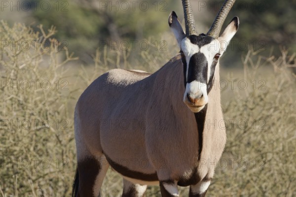 Gemsbok (Oryx gazella), adult, looking at camera, alert, animal portrait, Kgalagadi Transfrontier Park, Northern Cape, South Africa