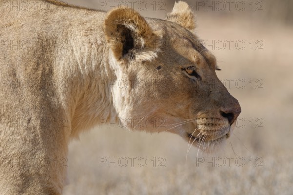 African lion (Panthera leo), lioness walking, close-up of the head, Kgalagadi Transfrontier Park, Northern Cape, South Africa