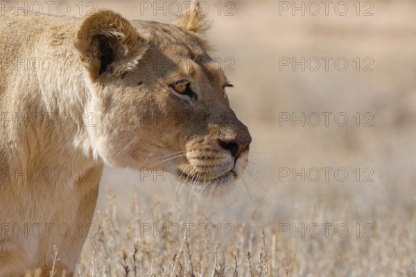 African lion (Panthera leo), lioness walking in tall dry grass, close-up of the head, Kgalagadi Transfrontier Park, Northern Cape, South Africa