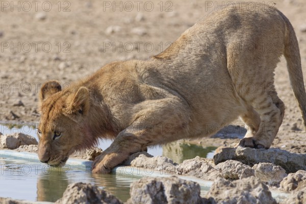 African lion (Panthera leo), young male drinking at waterhole, Kgalagadi Transfrontier Park, Northern Cape, South Africa