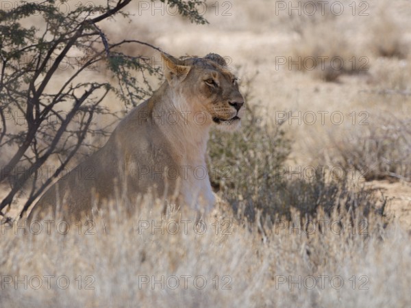 African lion (Panthera leo), sitting lioness resting in tall dry grass, in the shade, Kgalagadi Transfrontier Park, Northern Cape, South Africa