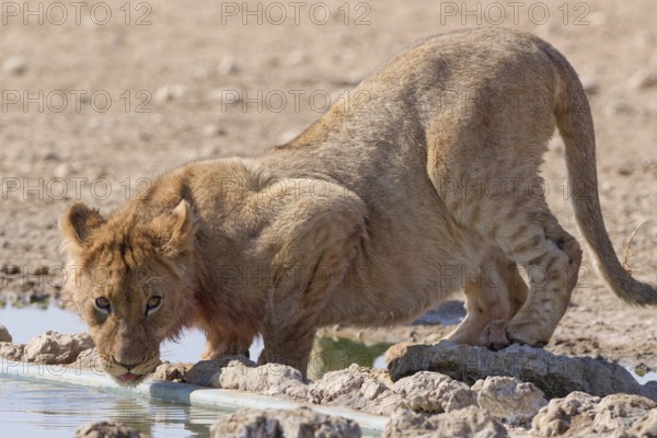African lion (Panthera leo), young male drinking at waterhole, looking at camera, alert, Kgalagadi Transfrontier Park, Northern Cape, South Africa
