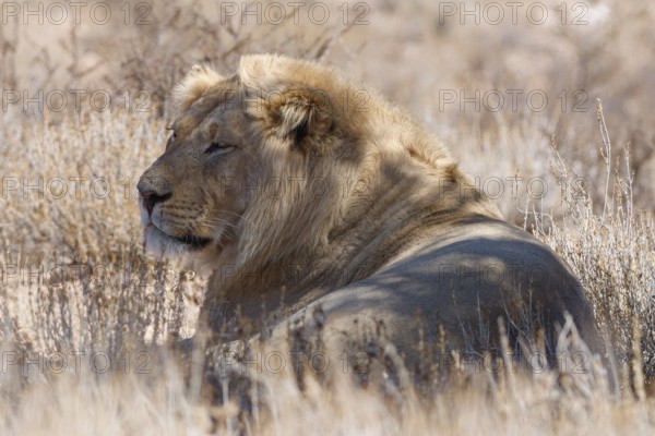 African lion (Panthera leo), lying male resting in tall dry grass, Kgalagadi Transfrontier Park, Northern Cape, South Africa