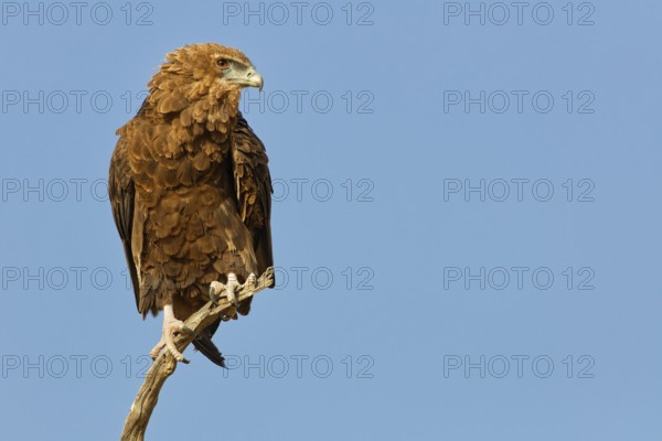 Bateleur eagle (Terathopius ecaudatus), juvenile, sitting on a tree branch, Kgalagadi Transfrontier Park, Northern Cape, South Africa