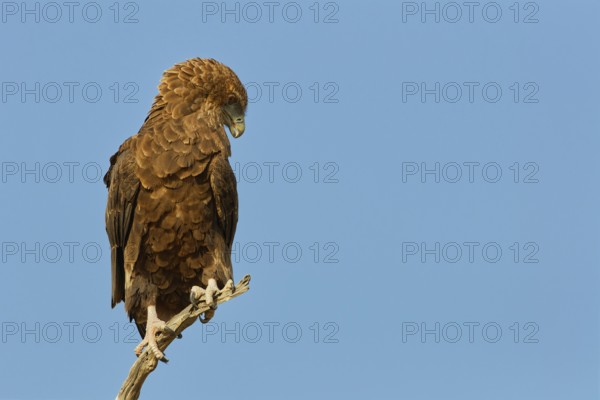 Bateleur eagle (Terathopius ecaudatus), juvenile, sitting on a tree branch, Kgalagadi Transfrontier Park, Northern Cape, South Africa