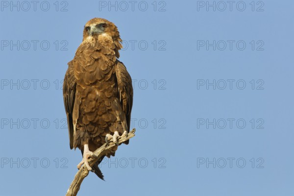 Bateleur eagle (Terathopius ecaudatus), juvenile, sitting on a tree branch, looking towards camera, Kgalagadi Transfrontier Park, Northern Cape, South Africa