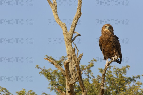 Bateleur eagle (Terathopius ecaudatus), juvenile, sitting on a tree branch, looking at camera, Kgalagadi Transfrontier Park, Northern Cape, South Africa