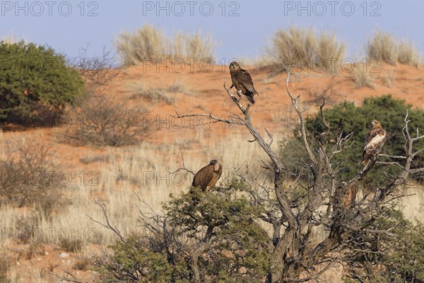 Bateleur eagle (Terathopius ecaudatus), juvenile, with two white-backed vultures (Gyps africanus) and a tawny eagle (Aquila rapax), sitting on tree branches, Kgalagadi Transfrontier Park, Northern Cape, South Africa