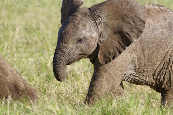African bush elephant (Loxodonta africana), elephant baby walking in grassland, Addo Elephant National Park, Eastern Cape, South Africa
