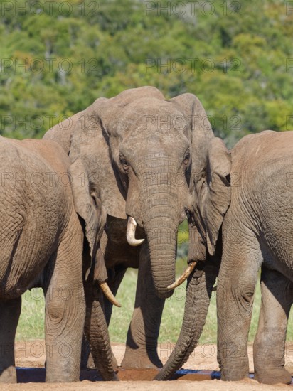 African bush elephants (Loxodonta africana), three adult males drinking at a waterhole, Addo Elephant National Park, Eastern Cape, South Africa