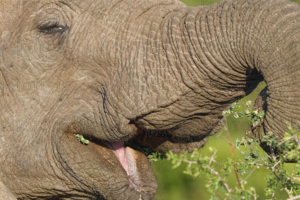 African bush elephant (Loxodonta africana), elephant calf feeding on leafy twigs, close-up of open mouth and trunk, Addo Elephant National Park, Eastern Cape, South Africa