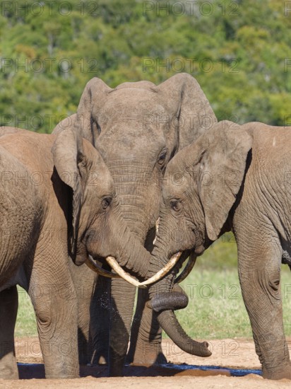 African bush elephants (Loxodonta africana), three adult males drinking at a waterhole, elephant trunk curled, Addo Elephant National Park, Eastern Cape, South Africa