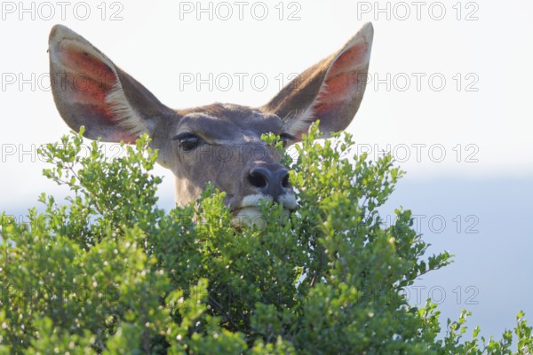 Greater kudu (Tragelaphus strepsiceros), adult female standing behind the bushes, alert, animal portrait, Addo Elephant National Park, Eastern Cape, South Africa