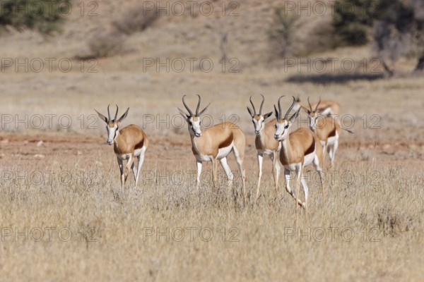 Springboks (Antidorcas marsupialis), group of adults, running in tall dry grass, Kgalagadi Transfrontier Park, Northern Cape, South Africa