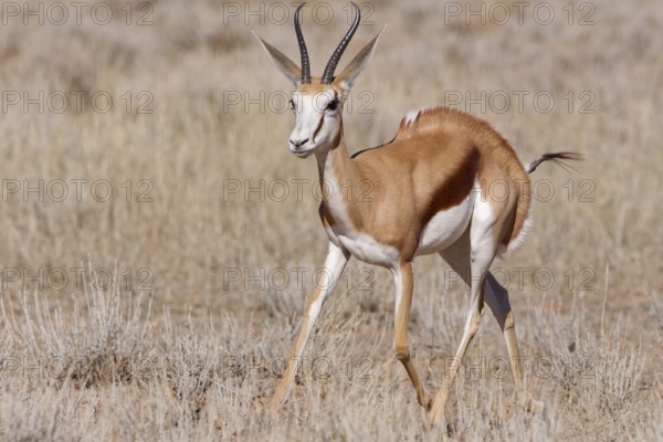 Springbok (Antidorcas marsupialis), adult, running in dry grass, Kgalagadi Transfrontier Park, Northern Cape, South Africa