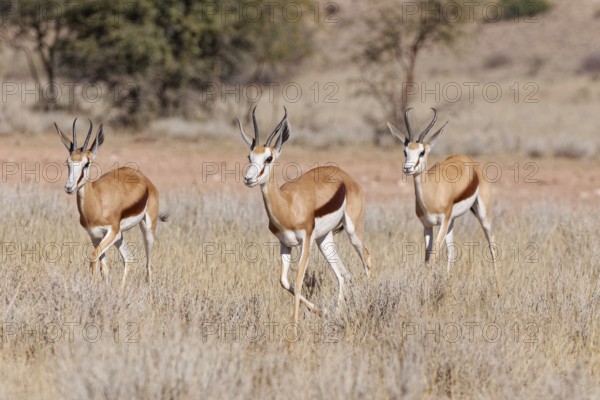 Springboks (Antidorcas marsupialis), group of adults, running in tall dry grass, Kgalagadi Transfrontier Park, Northern Cape, South Africa